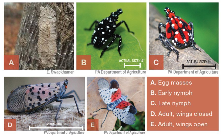 https://corbotree.com/wp-content/uploads/2019/07/life-stages-of-spotted-lanternfly.jpeg